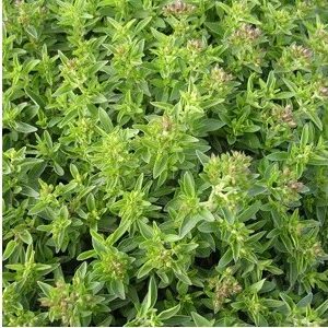 sementes organicas de oregano 2 5 e1494860400560