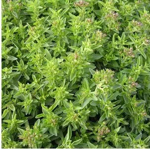 sementes organicas de oregano 2 5 e1494860400560