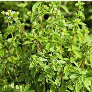 sementes organicas de oregano 2 7 e1494860373716