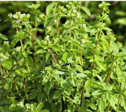 sementes organicas de oregano 2 7 e1494860373716