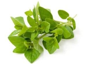 sementes organicas de oregano 2 8 e1495479447820