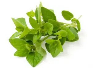sementes organicas de oregano 2 8 e1495479447820