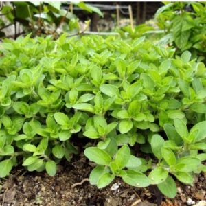 sementes organicas de oregano 2 9 e1494860337447