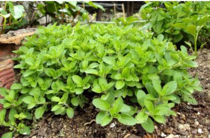 sementes organicas de oregano 2 9 e1494860337447