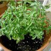 sementes organicas de oregano 2049 e1494860525482