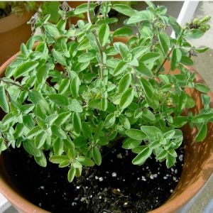 sementes organicas de oregano 2049 e1494860525482