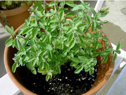 sementes organicas de oregano 2049 e1494860525482