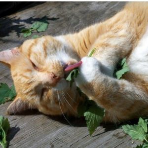 comprar erva dos gatos catnip 2 7 e1494859417145