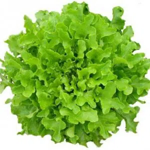 comprar sementes de alface mimosa salad bowl 2 2 e1494858231275