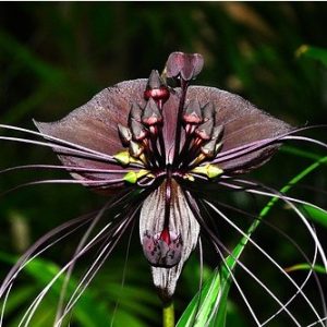 Comprar Sementes de Tacca Chantrieri (Flor Morcego)