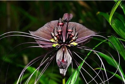Comprar Sementes de Tacca Chantrieri (Flor Morcego)