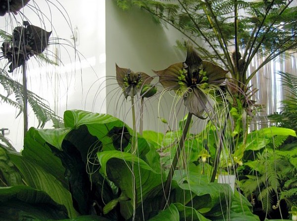 Tacca Chantrieri (Flor Morcego): 10 Sementes - SoFlor Sementes