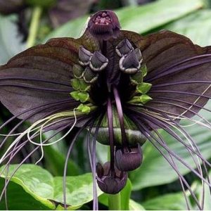 comprar sementes de tacca chantrieri flor morcego 2 4 e1494859031349