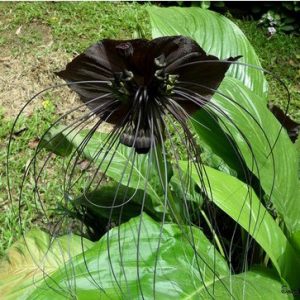 comprar sementes de tacca chantrieri flor morcego 2 5 e1494859003144