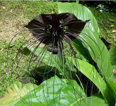 Tacca Chantrieri (Flor Morcego): 10 Sementes - SoFlor Sementes