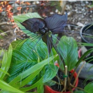 comprar sementes de tacca chantrieri flor morcego 2 6 e1494858975756