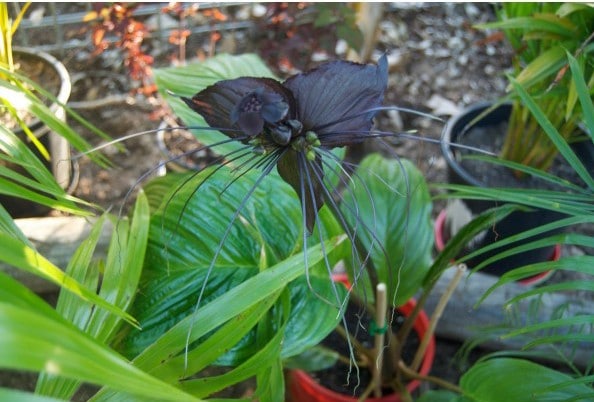 Tacca Chantrieri (Flor Morcego): 10 Sementes - SoFlor Sementes