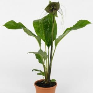 comprar sementes de tacca chantrieri flor morcego 2 7 e1494858945280