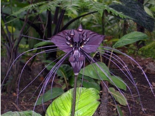 Tacca Chantrieri (Flor Morcego): 10 Sementes - SoFlor Sementes