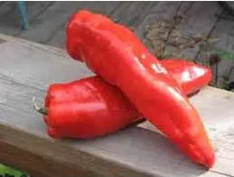 comprar sementes organicas de pimentao marconi 2 4 e1495478919658