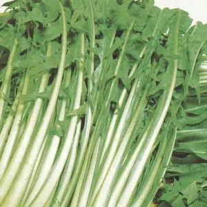 sementes de almeirao catalonha 2 2 e1494727737655