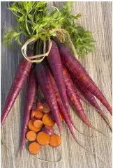sementes de cenoura cosmic purple 2 2 e1495478986643