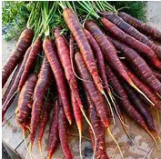 sementes de cenoura cosmic purple 2 5 e1495478956980