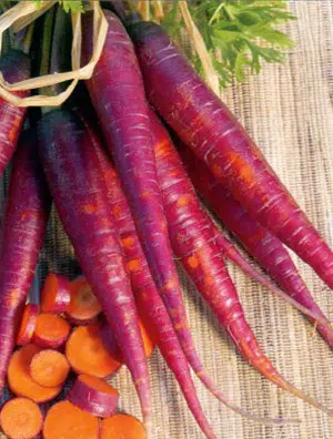 sementes de cenoura cosmic purple 2 6 e1494859686650