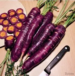 sementes de cenoura cosmic purple 2 7 e1494859662441