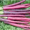 Sementes de Cenoura Roxa - So Flor Sementes