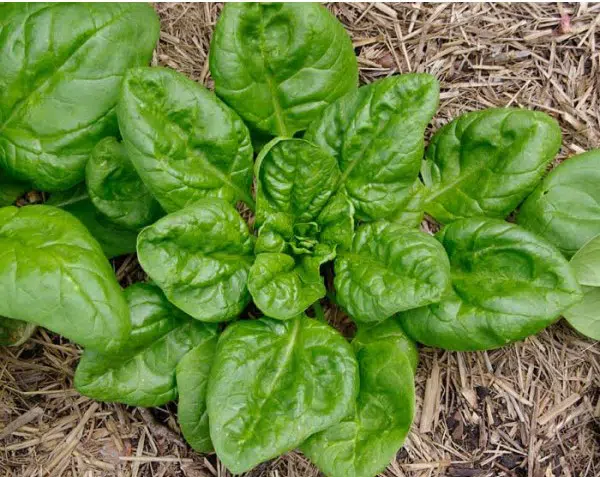 sementes de espinafre popeye 0079 e1494858791480