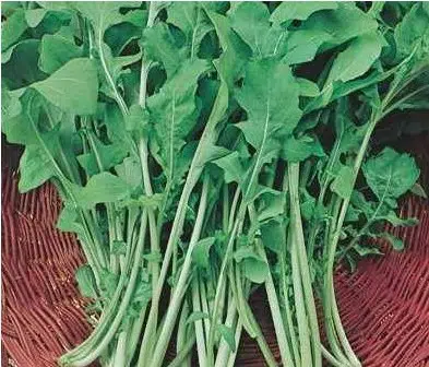 sementes de rucula rokita 2 5 e1494858307516