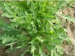 sementes de rucula rokita 2 e1495478551295