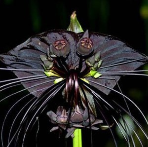 sementes de tacca chantrieri flor morcego 1046 e1494859147429