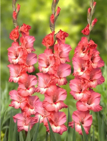 bulbos de gladiolo pink lady 0057 e1494857828999