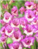 bulbos de gladiolo zippora rosa 2 2 e1495476303452