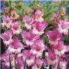 bulbos de gladiolo zippora rosa 8295 e1494857698209