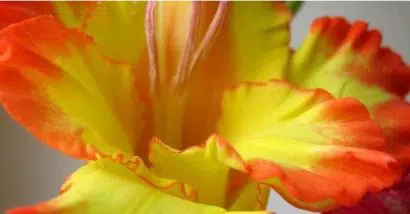 bulbos gladiolo farah amarelo e vermelho 2 e1494857633941