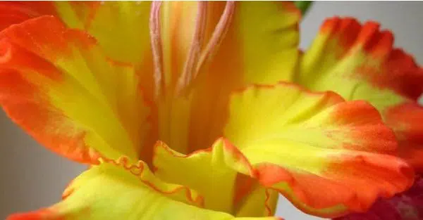 bulbos gladiolo farah amarelo e vermelho 2 e1494857633941