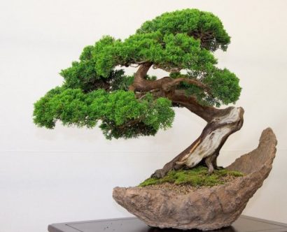 fertilizante forth bonsai 60ml 2 2 e1494858033197