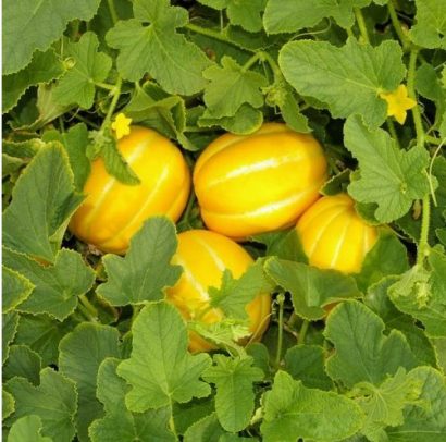fertilizante forth frutas 400g 2 5 e1494857922773