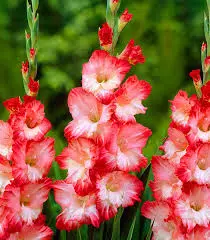 gladiolo pink lady