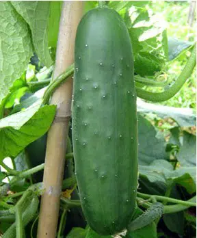 sementes de pepino comprar 2 e1494857550967