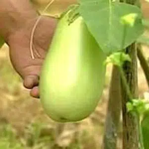 jilo jaiba gigante3