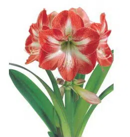 amarilis minerva 1 bulbo 2 2 e1495558290922