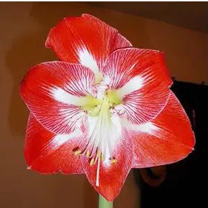 amarilis minerva 1 bulbo 2839 e1494711893195