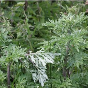 Artemísia Para Chá Artemisia vulgaris