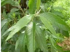 assa peixe para cha boehmeria arborescens 2 e1494704424867