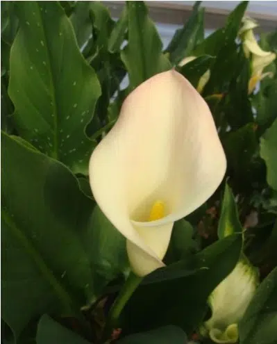 bulbo de copo de leite amarelo creme callas 2 10 e1494711938655