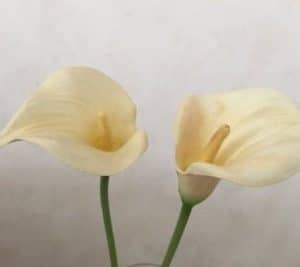 bulbo de copo de leite amarelo creme callas 2 11 e1494711917574